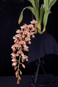 Cymbidium Lauritz Melchior Ori Gem AM/AOS 82 pts. iNFLORESCENCE